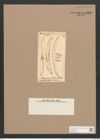 Rhoicosigma falcatum (Donk.) Grun. (de-Toni-Nr.: Genus 15, Species 1128) Zeichnungen Sammlung Grunow Nr. 2220 (NHMW-BOT-W0369306)